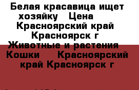 Белая красавица ищет хозяйку › Цена ­ 1 - Красноярский край, Красноярск г. Животные и растения » Кошки   . Красноярский край,Красноярск г.